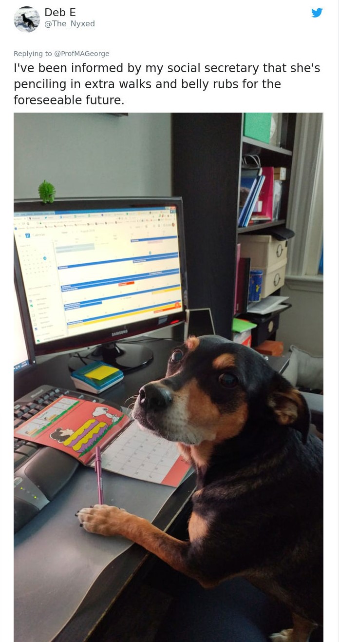 Professor Asked Students To Show Their Pets Doing Homework And They ...