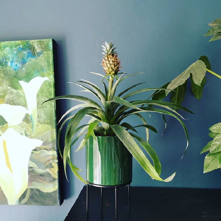 Home Depot Is Selling Pineapple Plants For Your Home