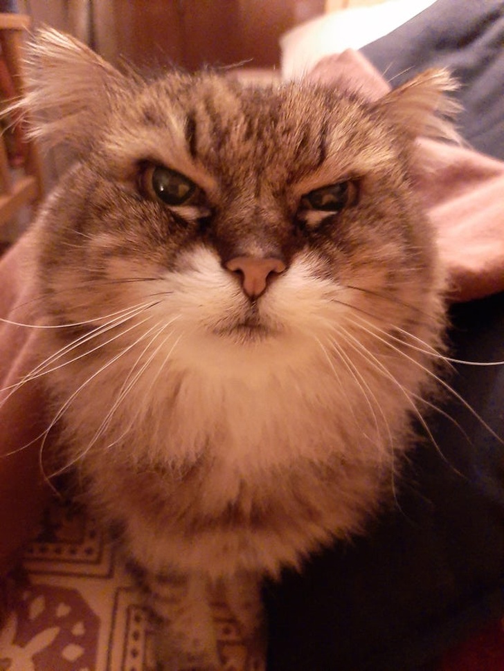 20+ Senior Pets That Still Have Our Hearts and Always Will