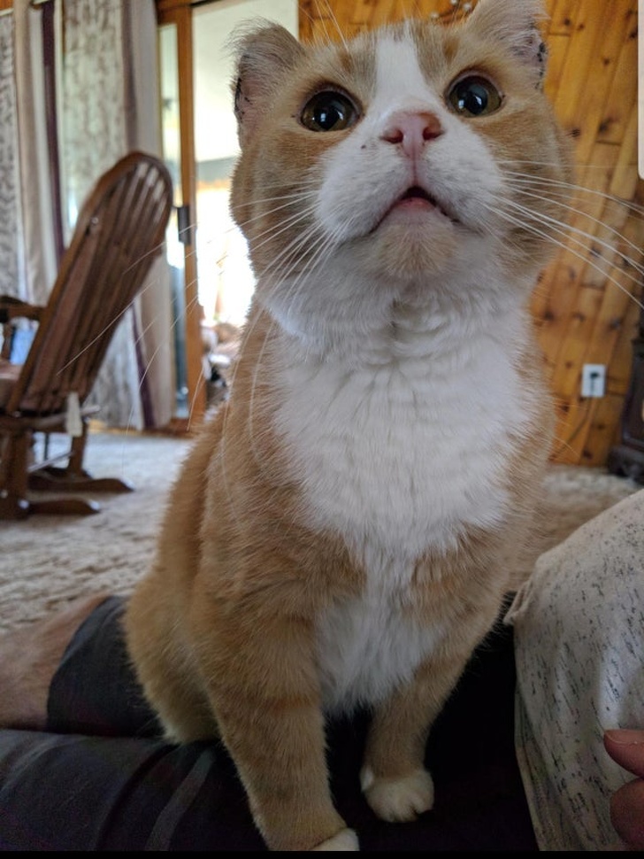 20+ Senior Pets That Still Have Our Hearts and Always Will