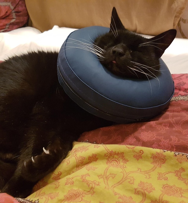 20+ Senior Pets That Still Have Our Hearts and Always Will