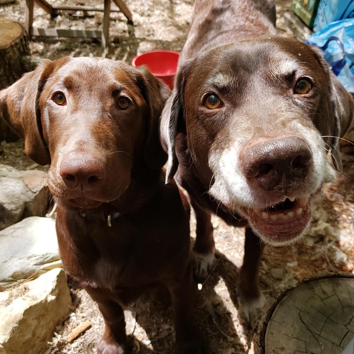 20+ Senior Pets That Still Have Our Hearts and Always Will