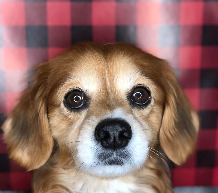 20+ Senior Pets That Still Have Our Hearts and Always Will