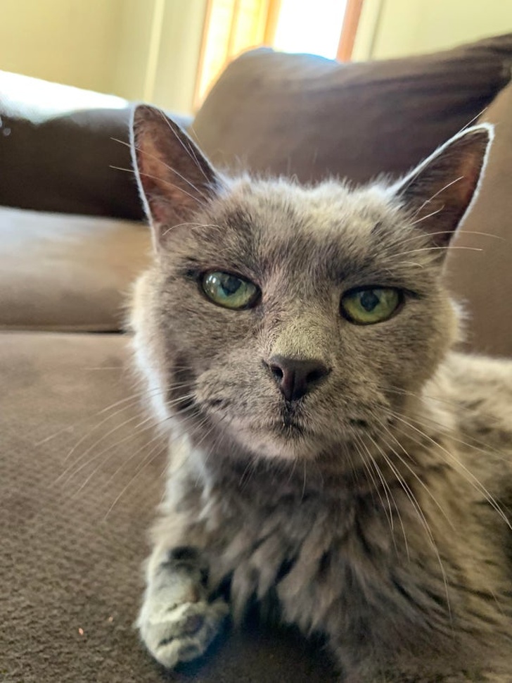 20+ Senior Pets That Still Have Our Hearts and Always Will