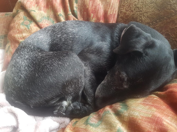 20+ Senior Pets That Still Have Our Hearts and Always Will