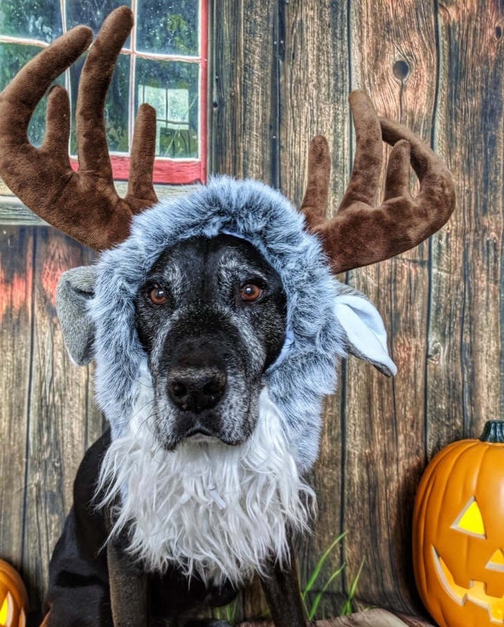 20+ Senior Pets That Still Have Our Hearts and Always Will