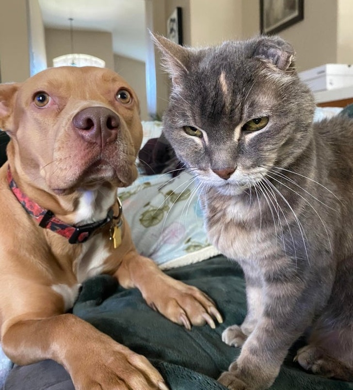 20+ Senior Pets That Still Have Our Hearts and Always Will