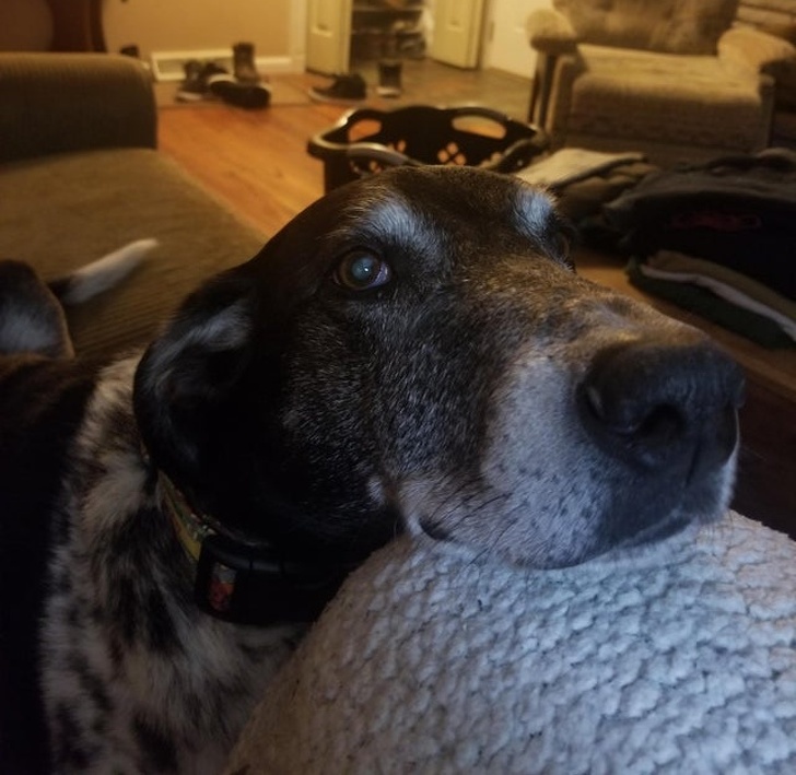 20+ Senior Pets That Still Have Our Hearts and Always Will