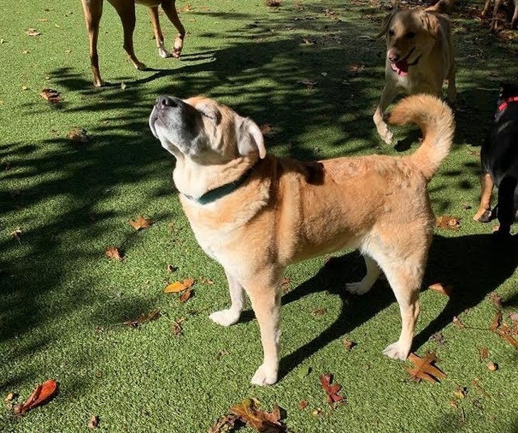 20+ Senior Pets That Still Have Our Hearts and Always Will