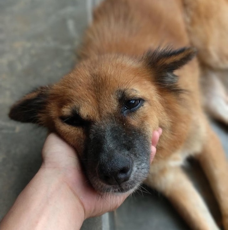 20+ Senior Pets That Still Have Our Hearts and Always Will