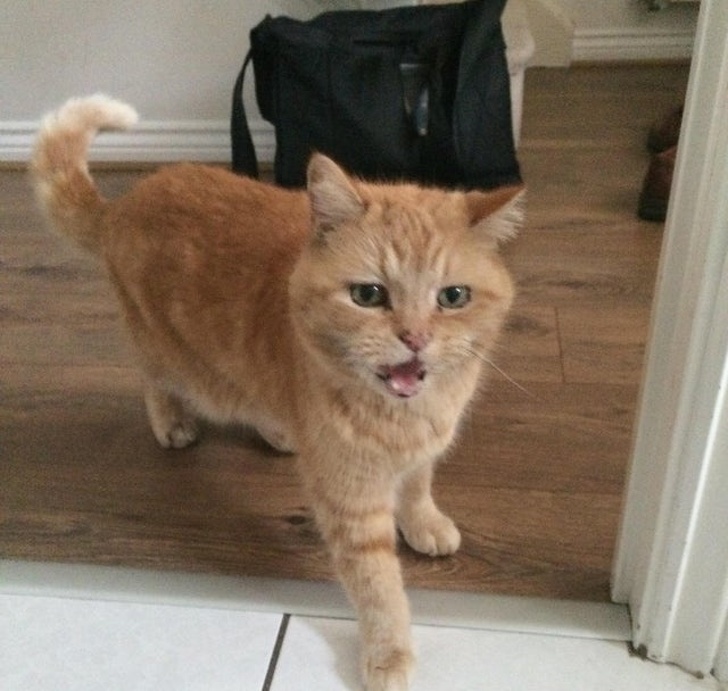 20+ Senior Pets That Still Have Our Hearts and Always Will