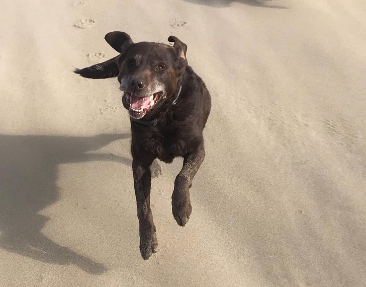 20+ Senior Pets That Still Have Our Hearts and Always Will