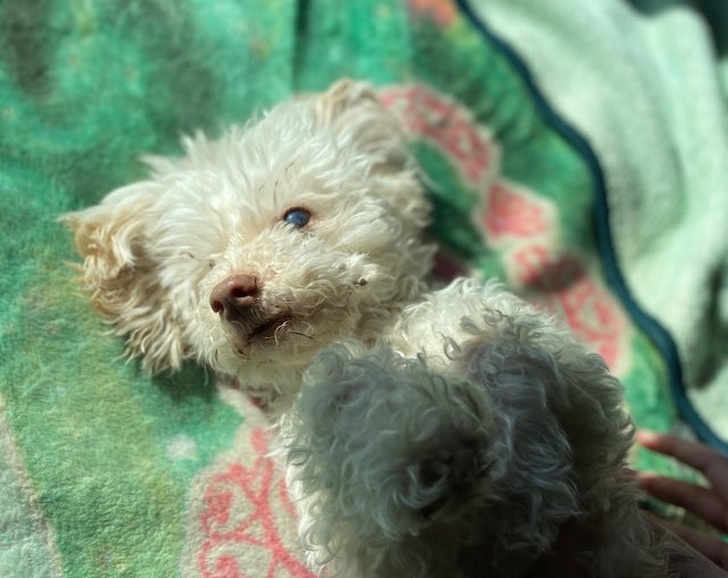 20+ Senior Pets That Still Have Our Hearts and Always Will