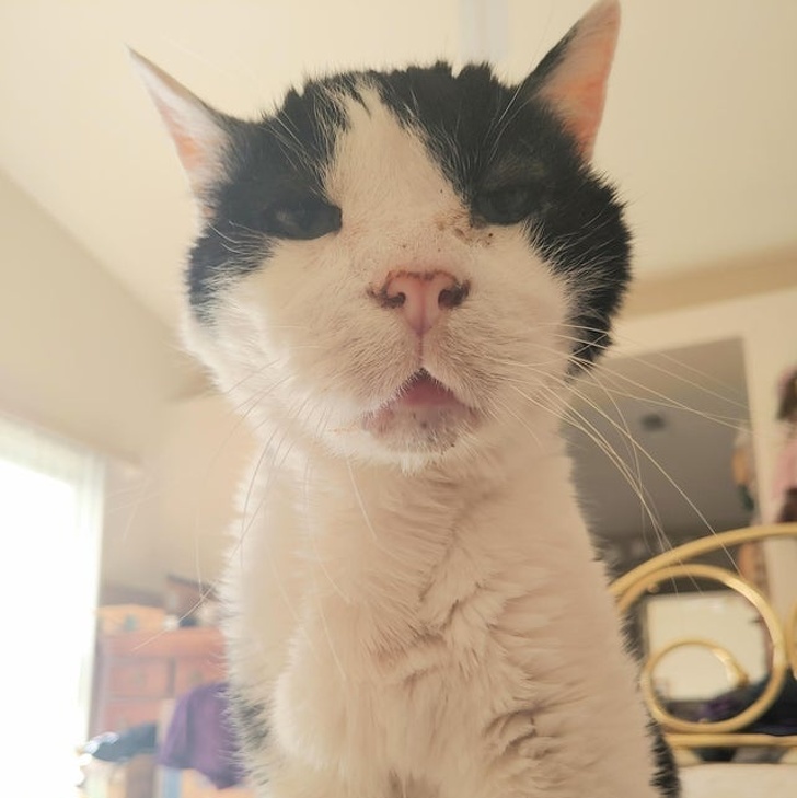 20+ Senior Pets That Still Have Our Hearts and Always Will