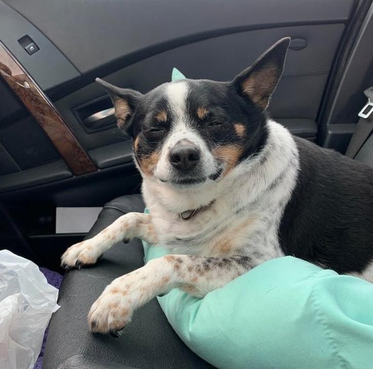 20+ Senior Pets That Still Have Our Hearts and Always Will