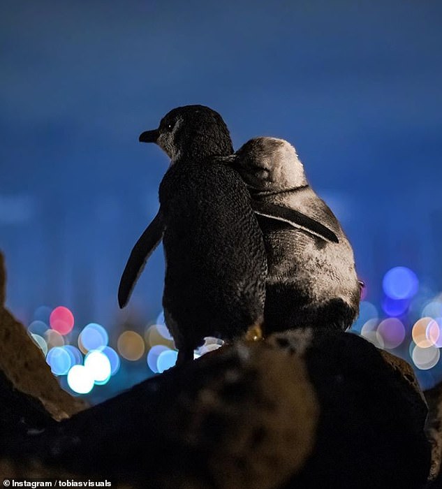Tobias Baumgaertner explained he spent three nights with a Fairy Penguins colony in Melbourne to capture the pictures of two penguins hugging at night, watching over the city