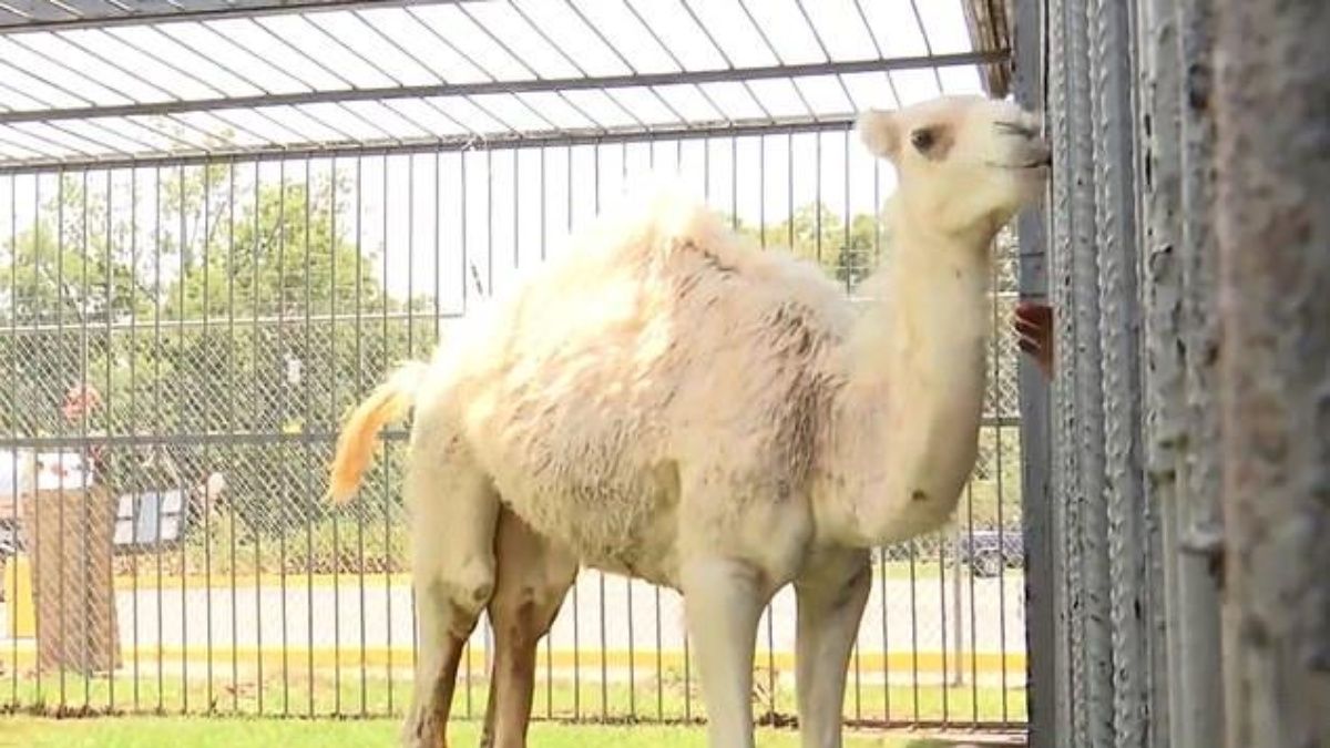 Insólito: una mujer salvó su vida tras morderle los testículos a ...