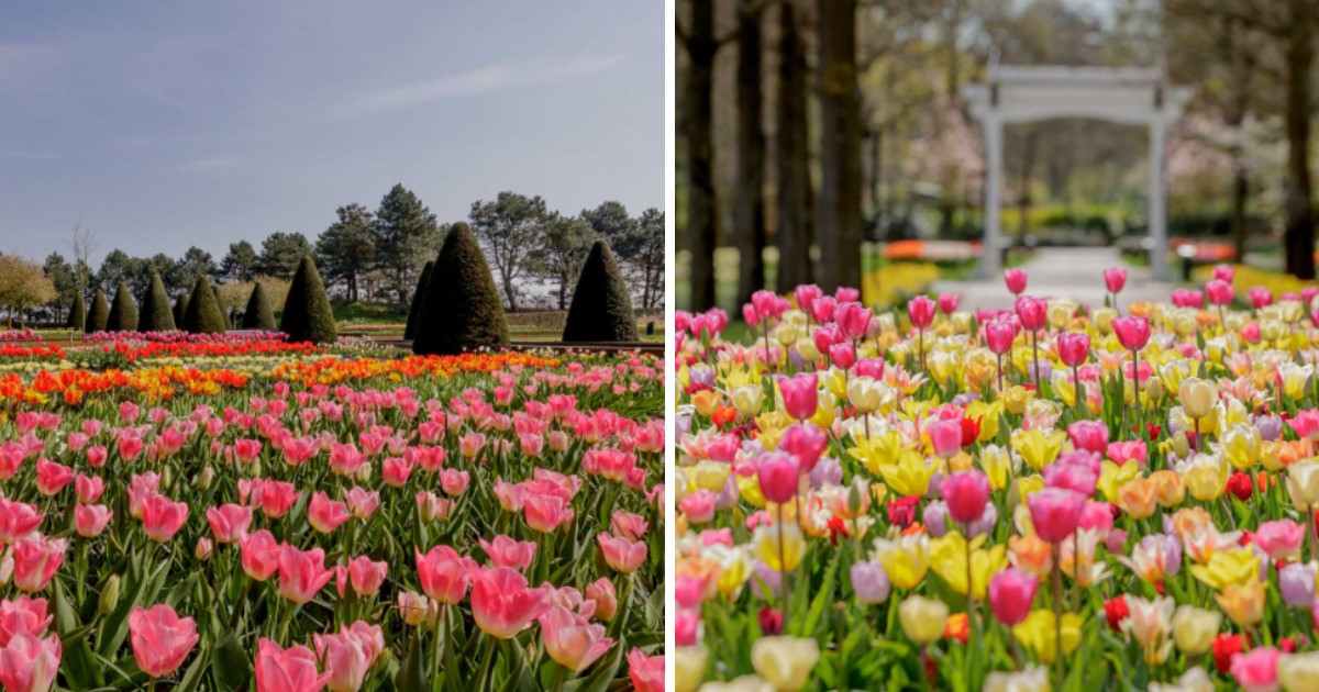 Keukenhof Flower Exhibit In The Netherlands Launched Virtual Tours As ...