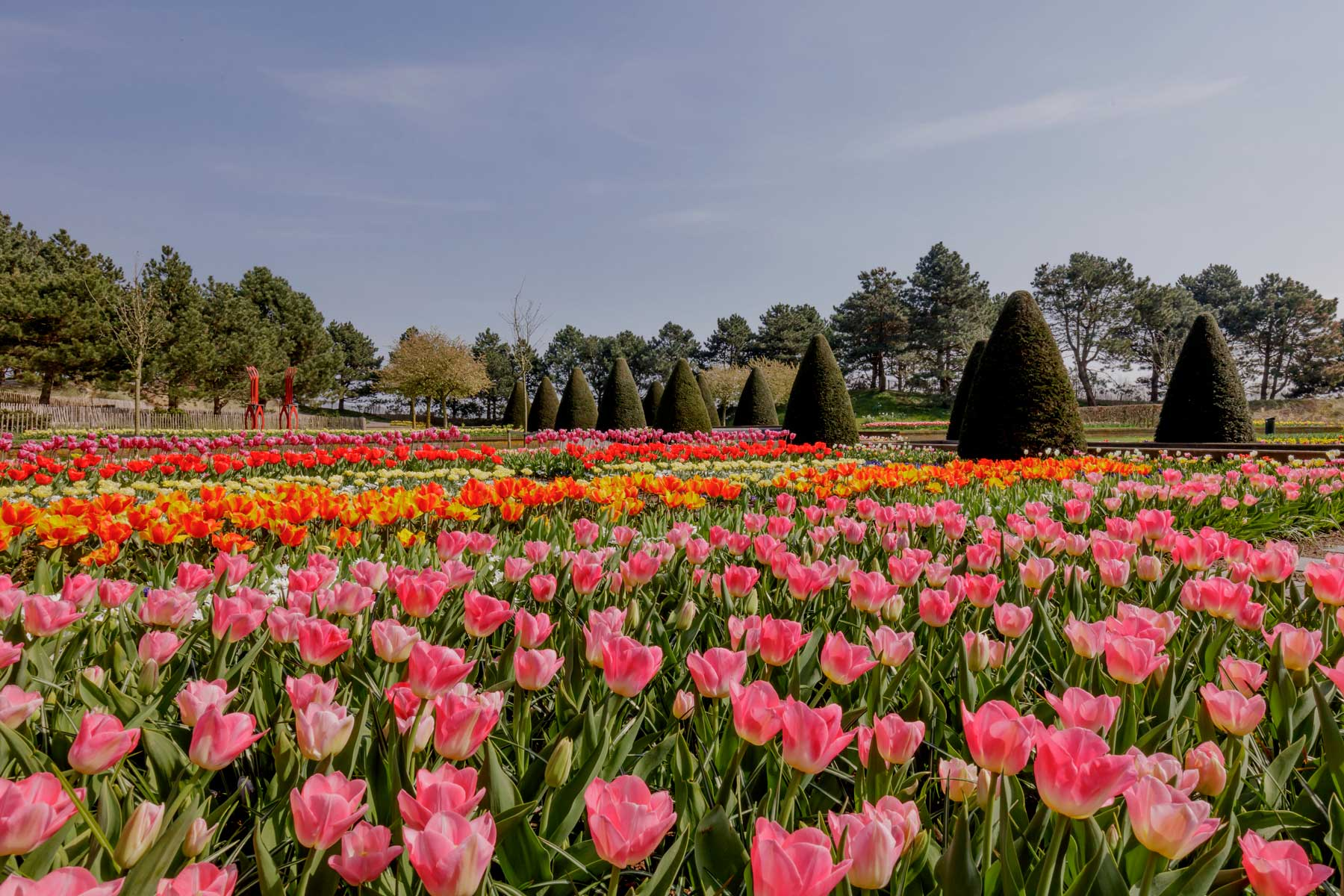 Keukenhof Flower Exhibit In The Netherlands Launched Virtual Tours As
