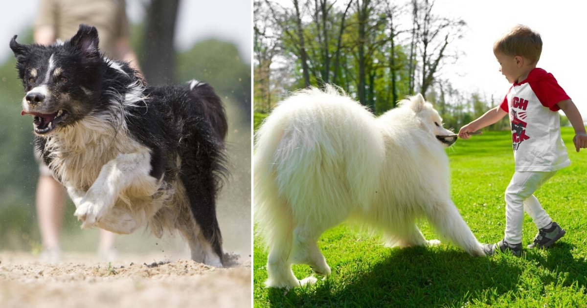 8 Reasons Why It Is Important To Put Your Dog On A Leash Small Joys