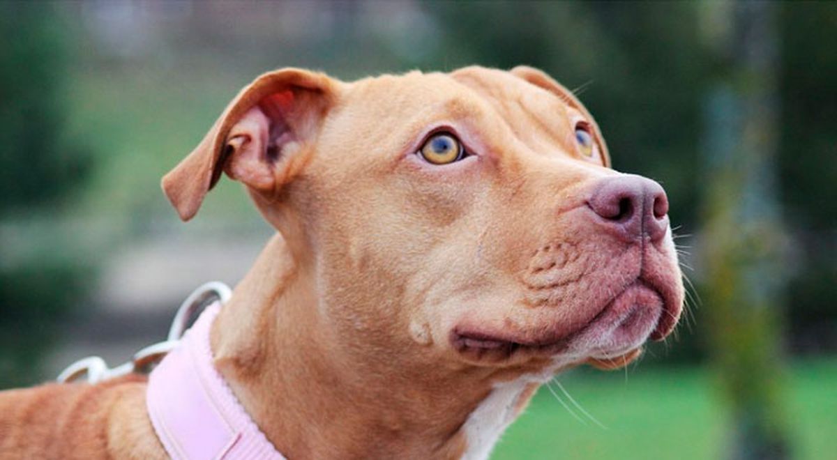 Perros | Un pitbull muere defendiendo a dos niños de una serpiente ...