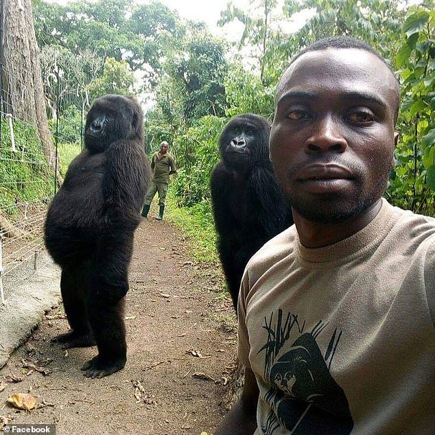 Just days before the attack ranger Mathieu Shamavu had posed for a photo with two of the gorillas standing with remarkably upright postures. It is not clear whether Mr Shamavu was killed in the attack.