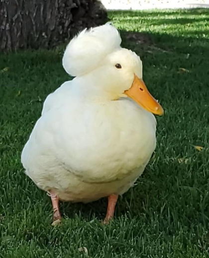 These 30 Ducks Look Like They Have Wigs On Their Heads - Small Joys