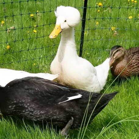 These 30 Ducks Look Like They Have Wigs On Their Heads - Small Joys