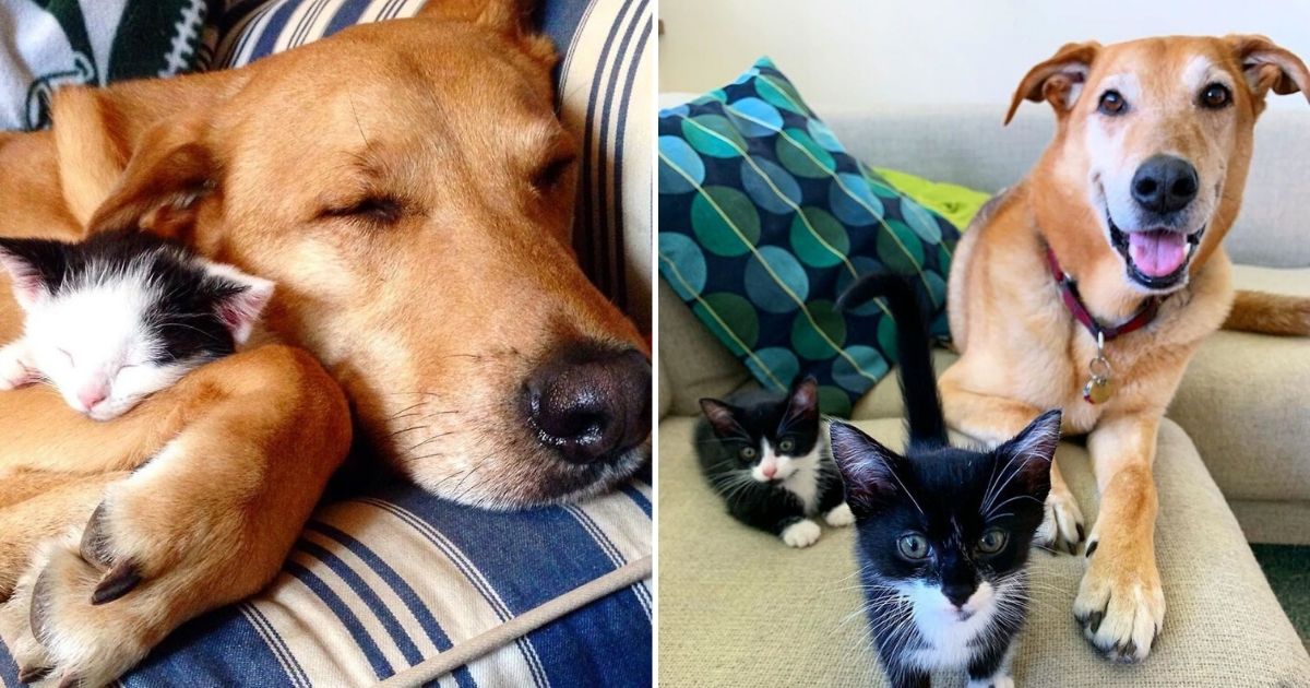 Adorable Dog Loves Being A Foster Parent To Rescue Kittens - Small Joys