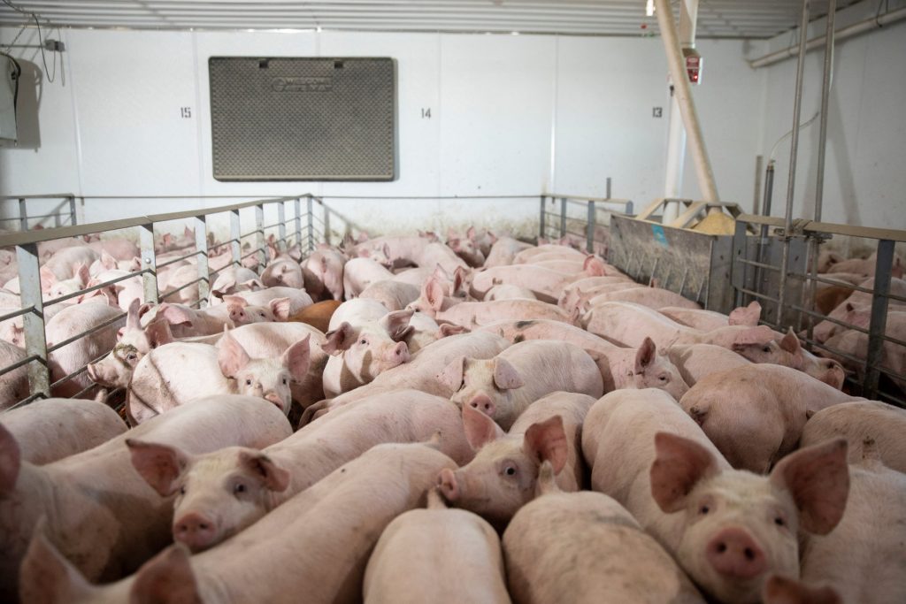 up-to-10-million-pigs-may-be-euthanized-in-the-us-as-pork-processing