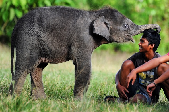 Do Elephants Think Humans Are Cute- Surprising Study Reveals Answer