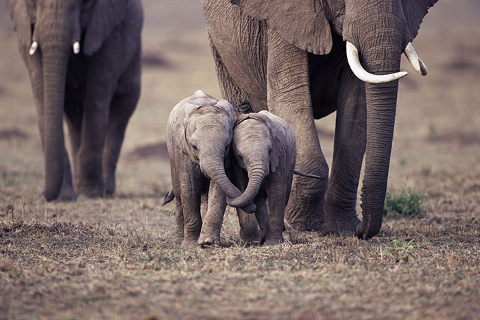 Do Elephants Think Humans Are Cute- Surprising Study Reveals Answer ...