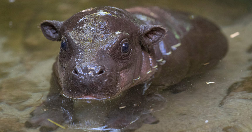 First Endangered Pygmy Hippo Born At San Diego Zoo In 30 Years