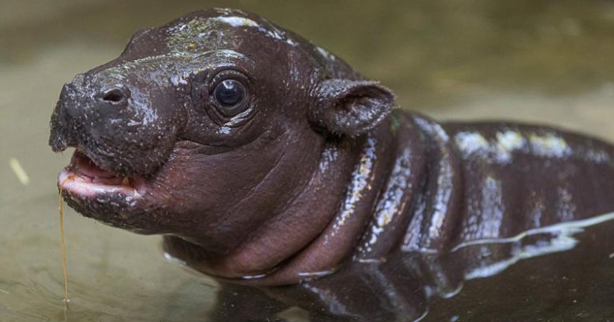 First Endangered Pygmy Hippo Born At San Diego Zoo In 30 Years