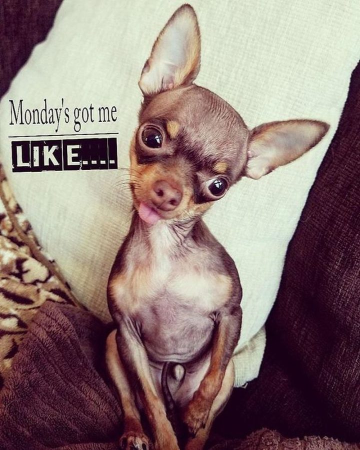 Top 26 Monday Memes - 