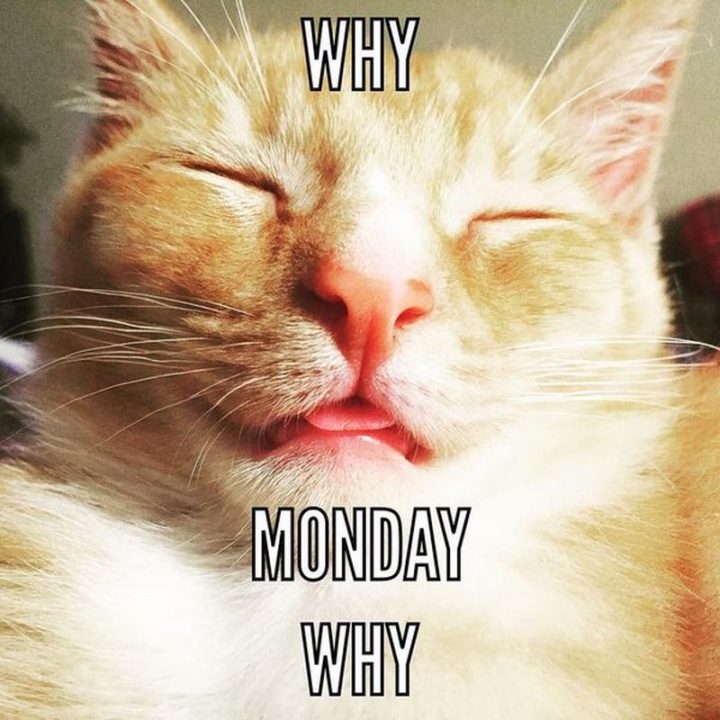 Top 26 Monday Memes - 