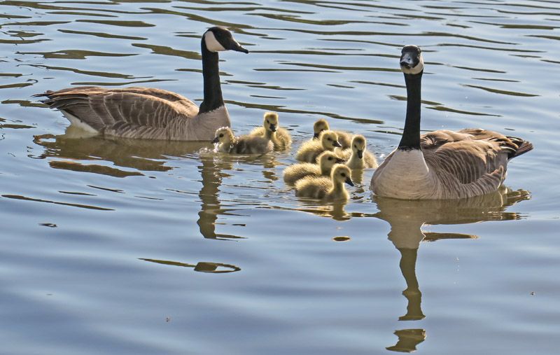 goslings hashtag on Twitter