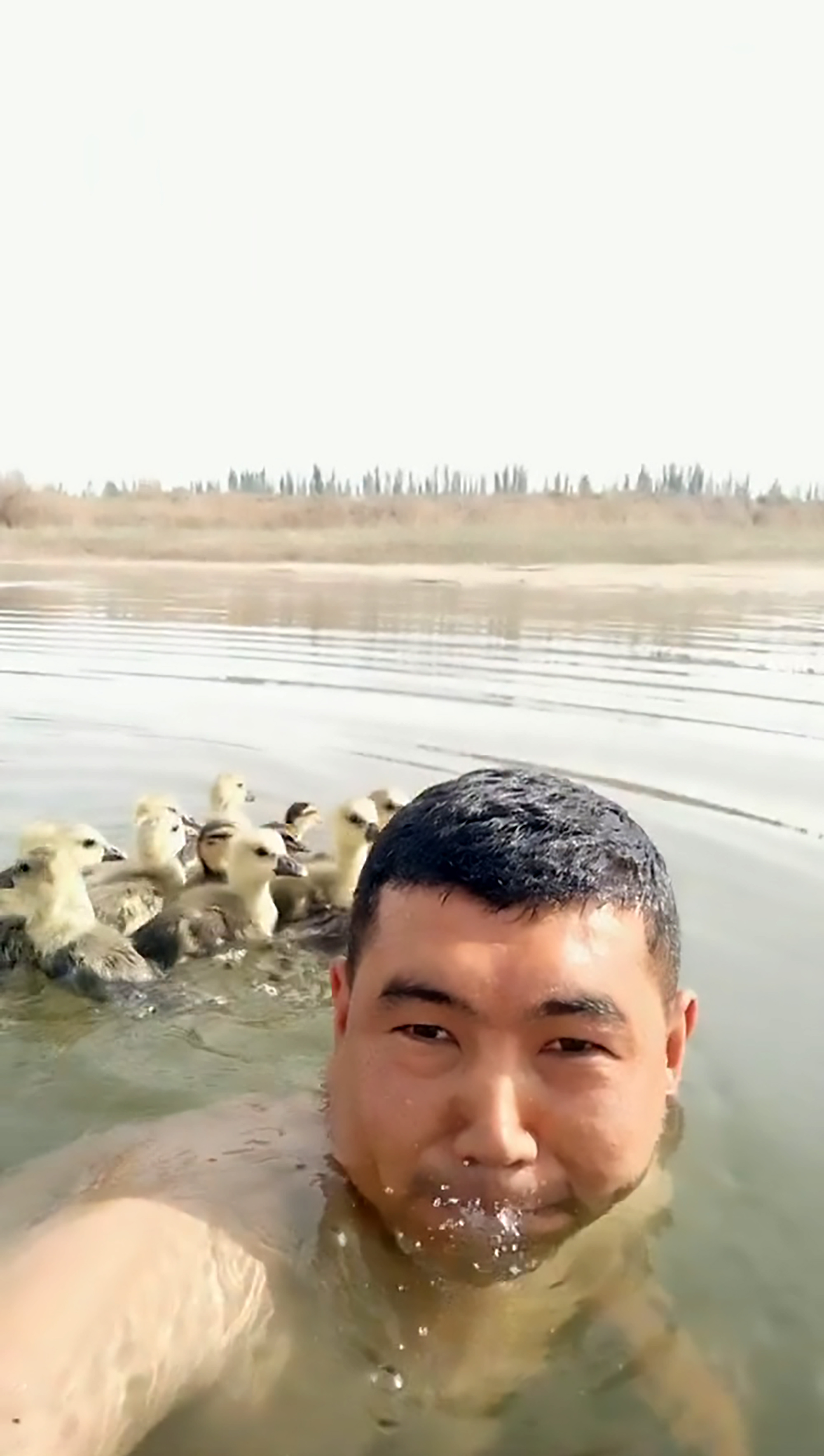 Farmer Goslings On His Back Swimming 2