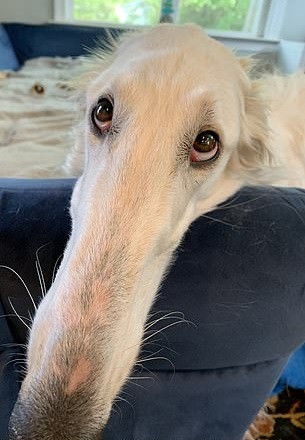 Dog With A Very Long Snout Posed For Adorable Photos - Small Joys