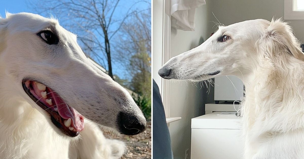 Dog With A Very Long Snout Posed For Adorable Photos - Small Joys