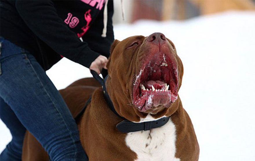 the biggest pit bull in the world