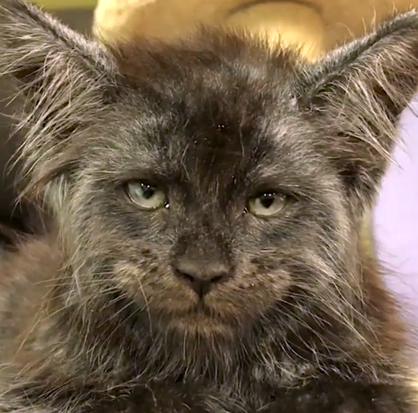 human face cat