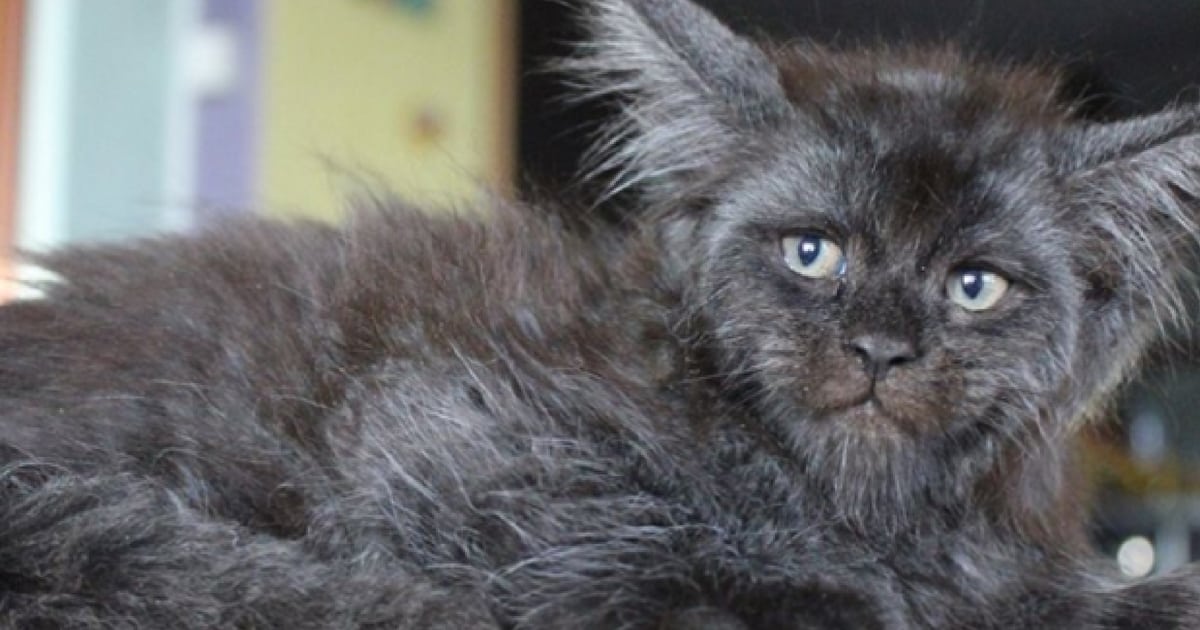 Human face cat