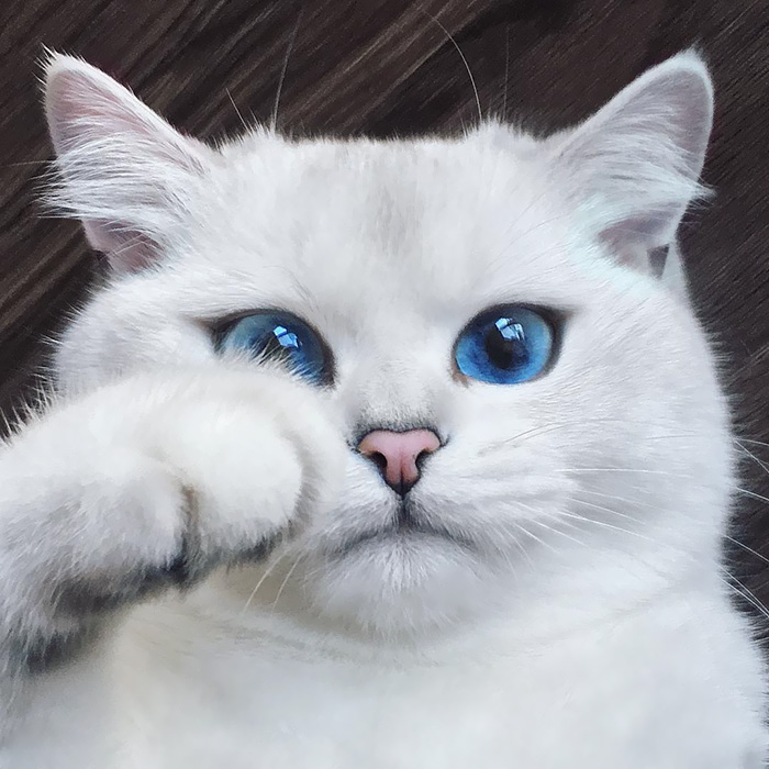 cutest cat in the world 