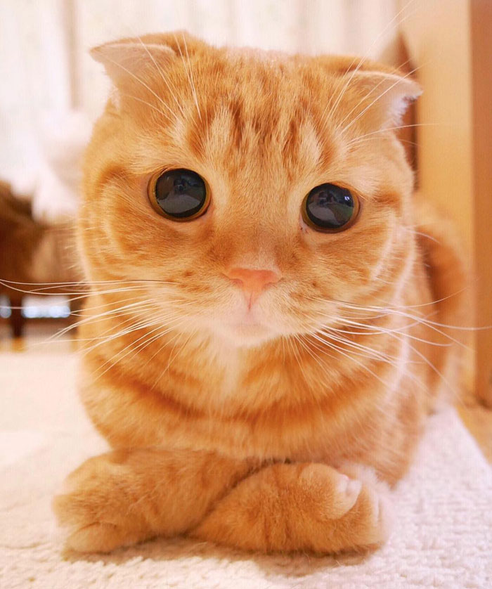 cutest cat in the world
