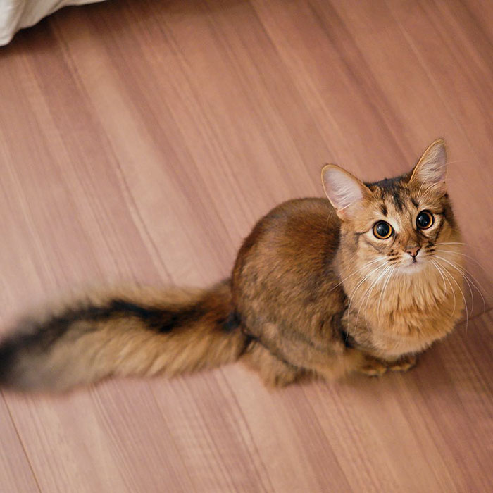 cutest cat in the world