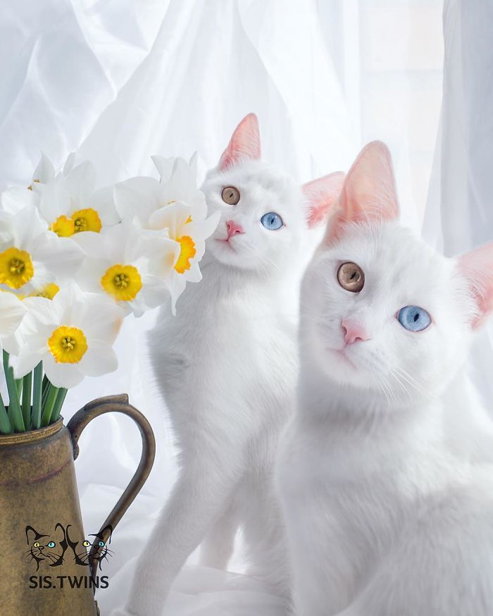 cutest cat in the world 