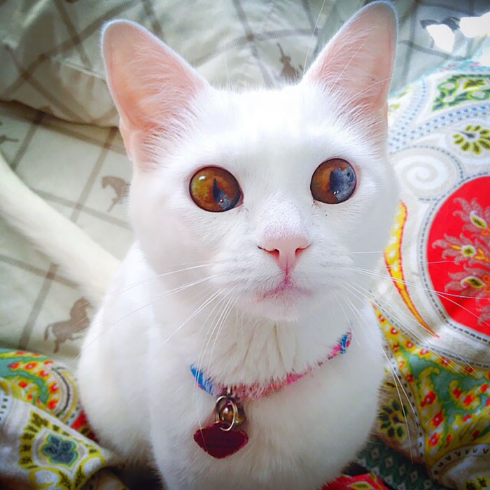 cutest cat in the world