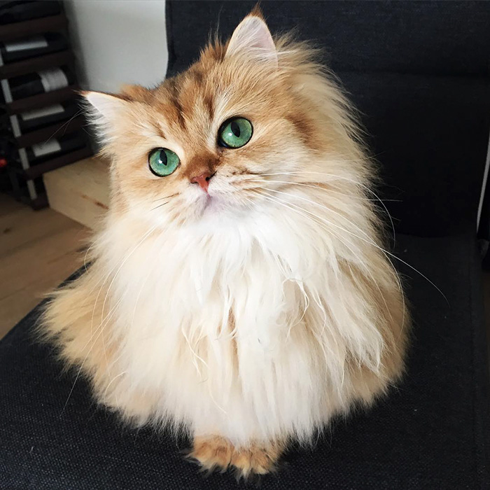 cutest cat in the world 