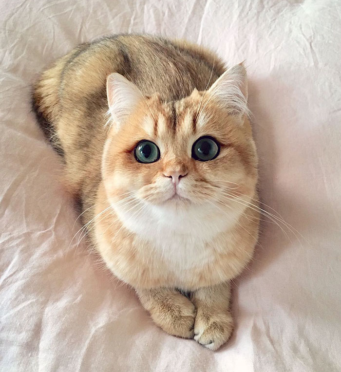 cutest cat in the world